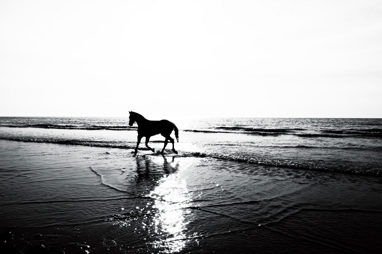 A horse striding through shallow surf, a nod to the horses of the Carousel emblem